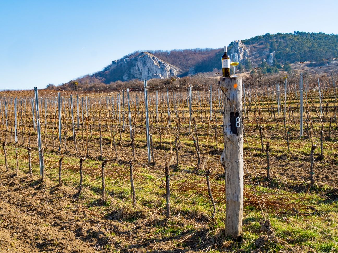 Vinařství Volařík a jeho oceněná vína