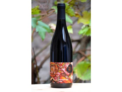 Zweigeltrebe š.29/24 - Mlýnek Filip, Dolní Dunajovice