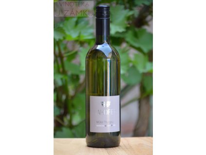 Müller Thurgau š.1324 - Lahofer, Dobšice