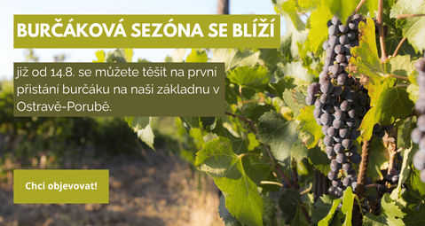 Burčáková sezona