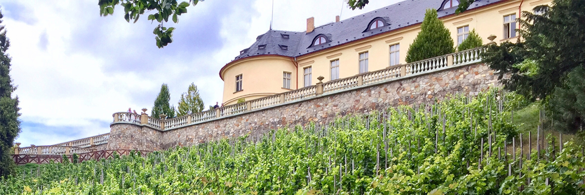 Vineyard Hero Image
