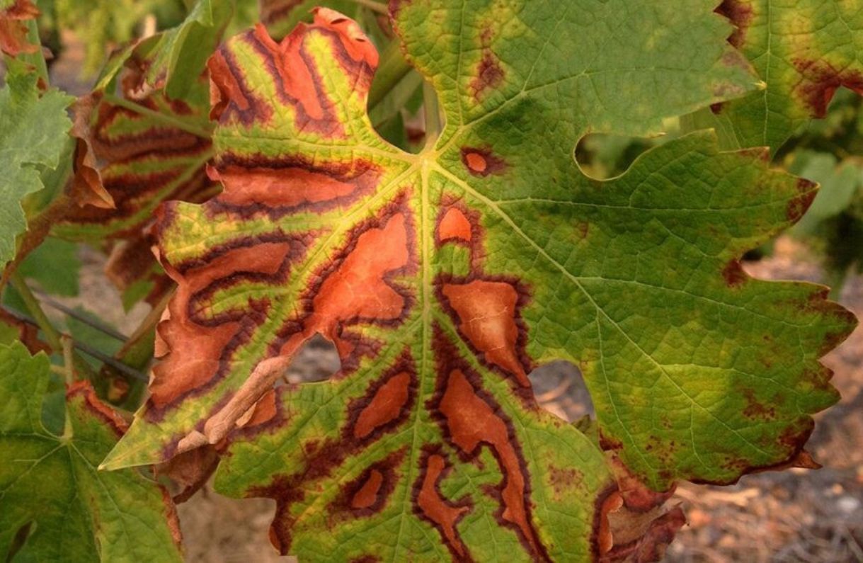 Choroby révy vinné