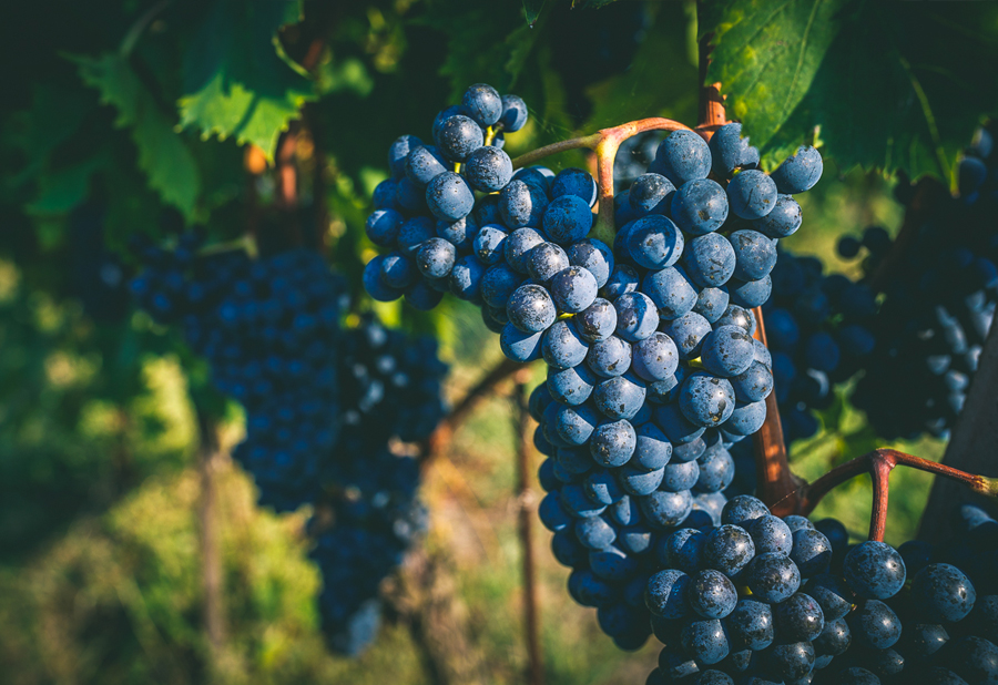 Jupiterova krev - poznejte Sangiovese
