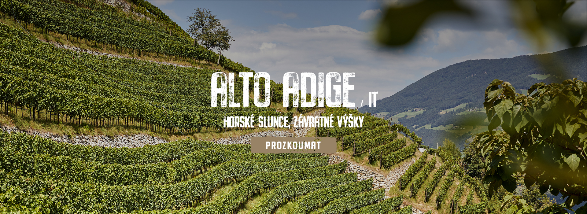 Vinice Alto Adige