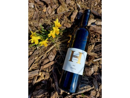 Zweigeltrebe www.vinozladne.cz Víno Holub Ladná Rodinné mikrovinařství