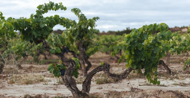 odruda-vina-tempranillo