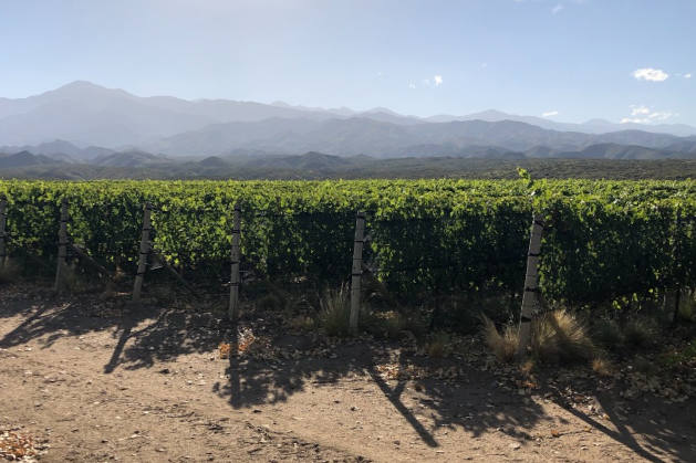 Vinice odrůdy Malbec v Argentině