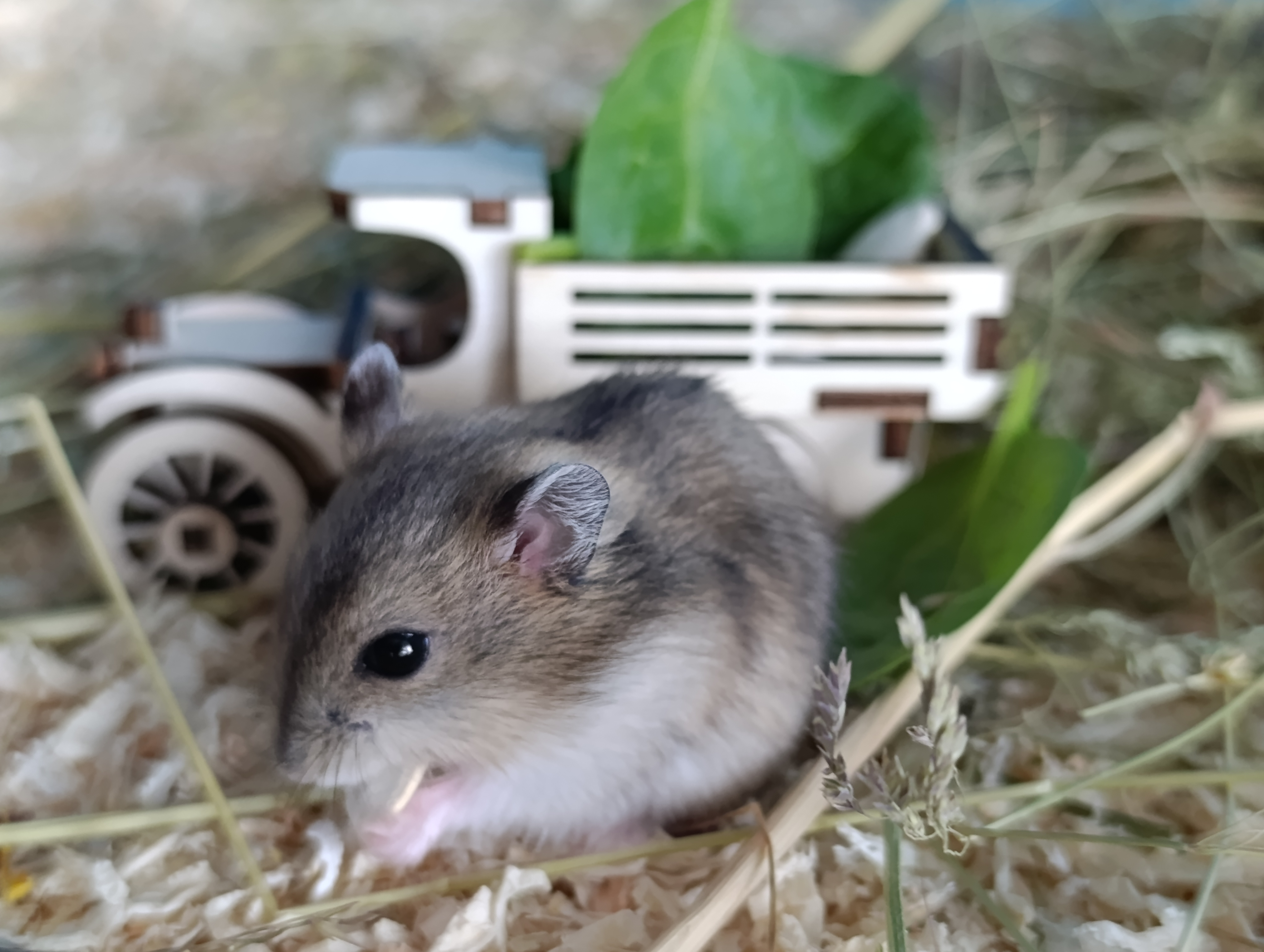 MYŠKA