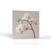 Jemná orchidea | Obrazy Vintessia
