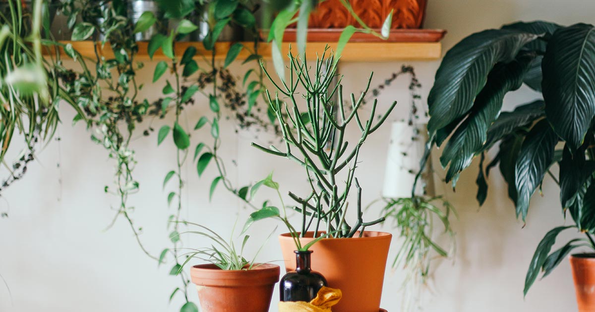 Kreatívne maľovanie kvetináčov s farbami Vintro