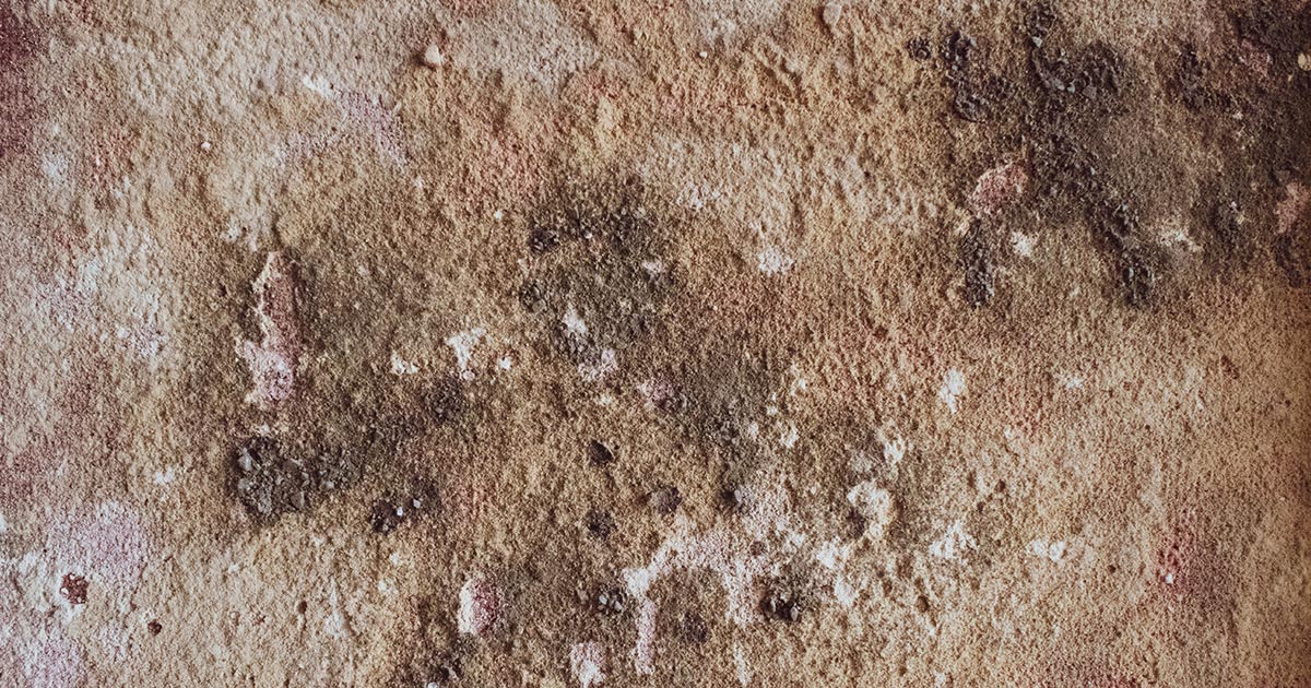 Plesne v byte: ako sa pred nimi chrániť?