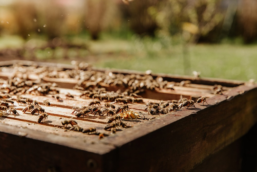 Vosk na drevo je skvelý finiš, nebojte sa ho