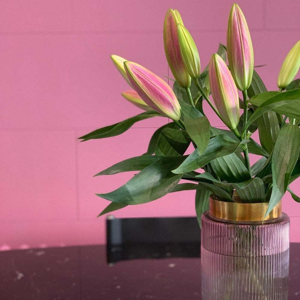 matt-emulsion-paint-pink-wall-olivia-vintro-2