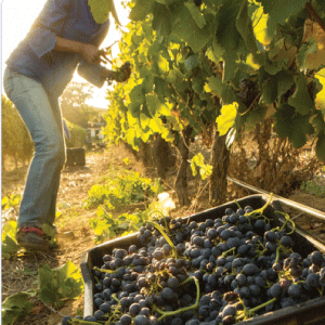 Ako sa vyrába víno?