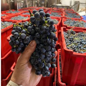 Ako sa vyrába víno? Krok za krokom