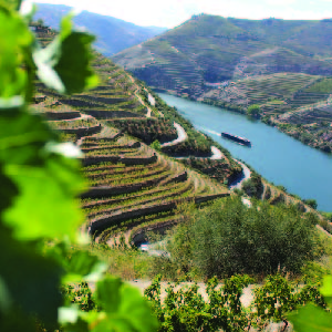Portugalské vína: Objavte čaro Vinho Verde & portského v darčekovom balení