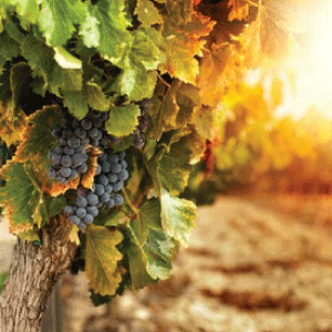 Terroir vína: Ako pôda, klíma a tradície tvoria jedinečnosť vína