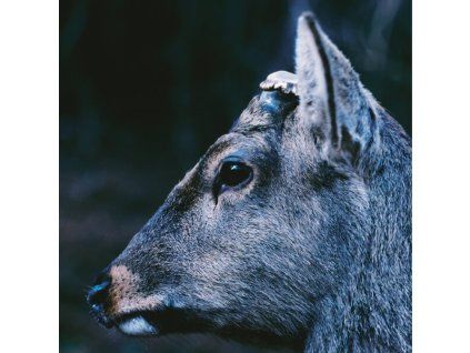 TOE The Book About My Idle Plot On A Vague