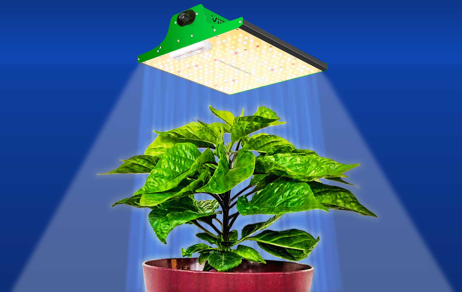 A LED alatti beltéri termesztésnek számos előnye van. Mik ezek?