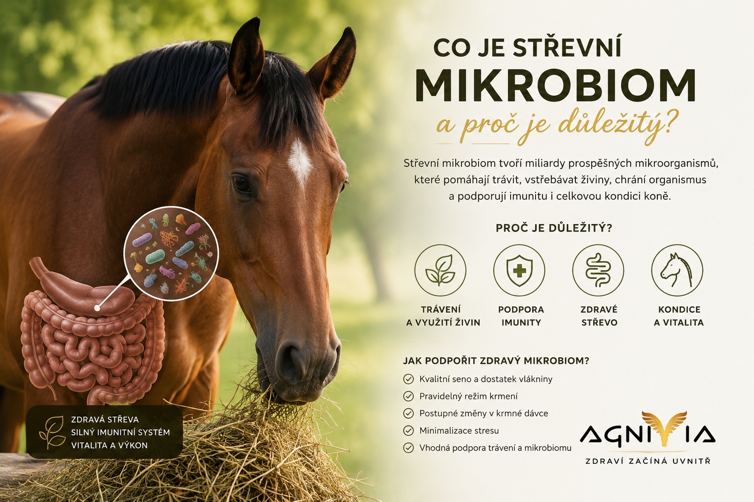Co je střevní mikrobiom a proč je důležitý?