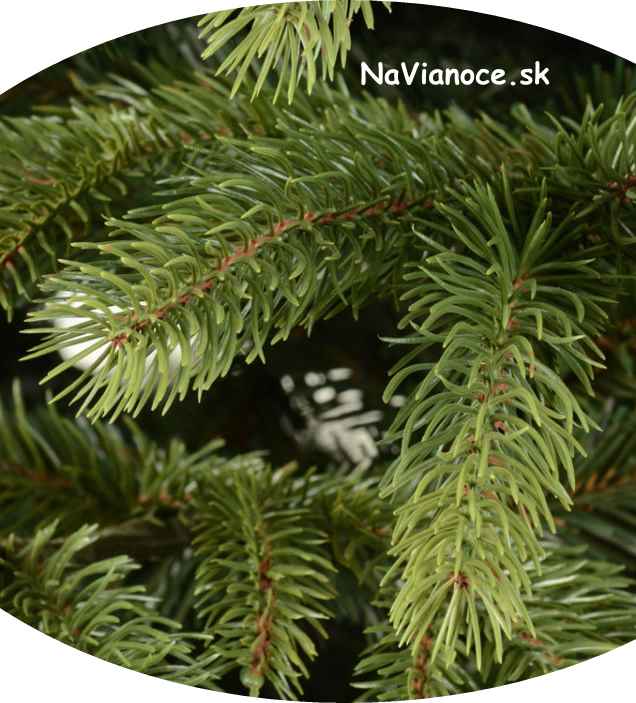 vianočné ihličie na Vianoce