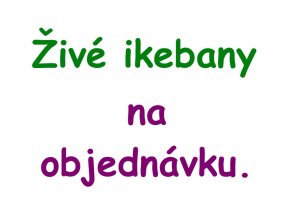 ziva ikebana na objednavku