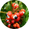 Guarana