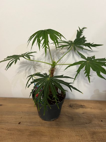 Jatropha multifida, výška 35 cm