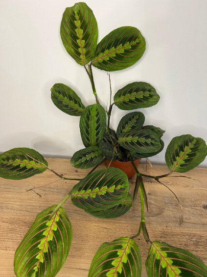 Maranta leuconeura "Fascinátor", výška 15 cm