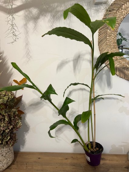 Hedychium horsfieldii, výška 70 cm
