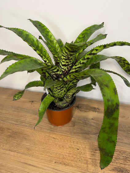 Aechmea orlandiana, výška 25 cm