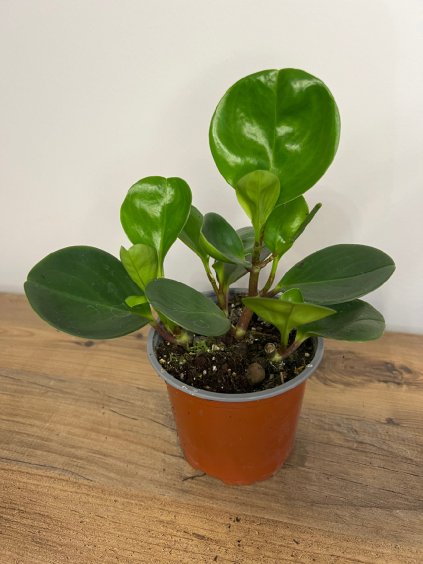 Peperomia obtusifolia, výška 15 cm