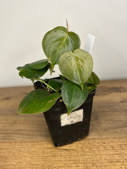 Philodendron sp. mini, výška 16 cm
