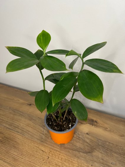 Monocostus uniflorus, výška 25 cm