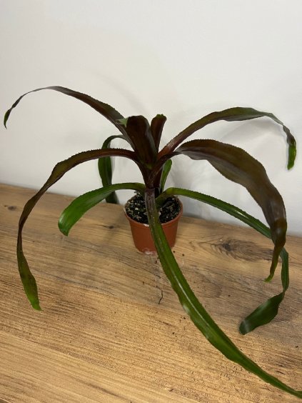 Aechmea "Fosters Favorite", výška 25 cm