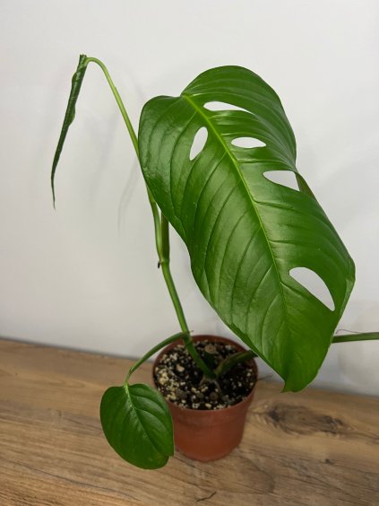 Monstera adansonii Laniata, výška 35 cm