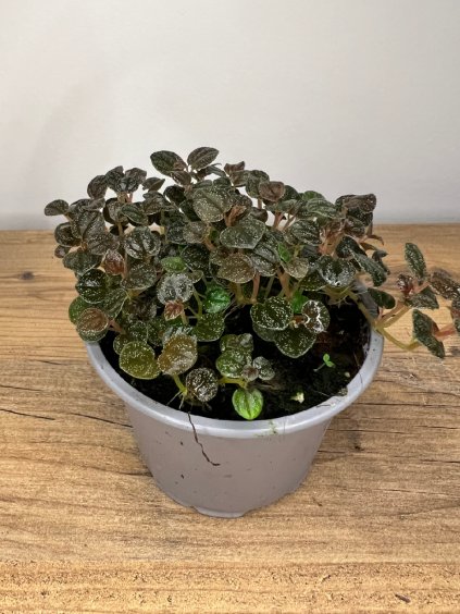 Peperomia antoniana, výška 10 cm