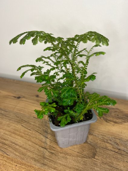 Selaginella sp., výška 15 cm