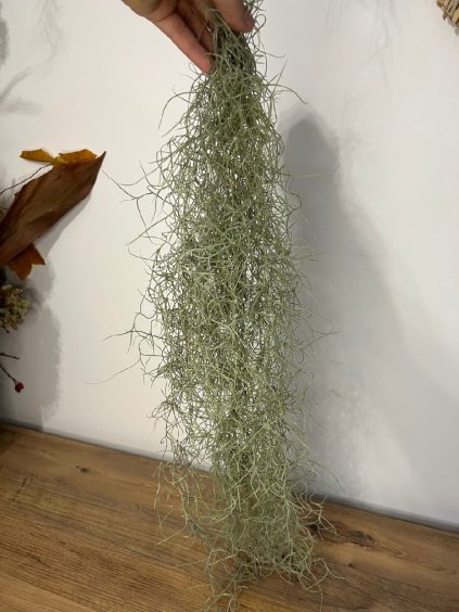 Tillandsia usneoides, délka 85 cm