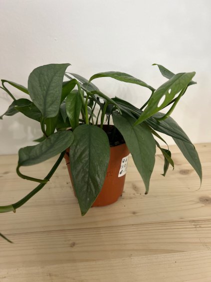 Epipremnum Cebu Blue. výška 20 cm