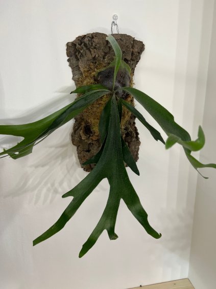 Platycerium bifurcatum, velikost korku 40x20 cm