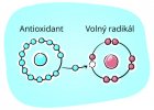 Antioxidačný systém