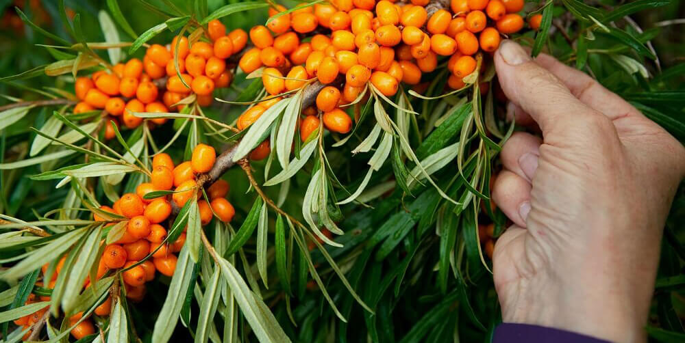 HIMALYO Rakytník Original 100  juice BIO 750 ml