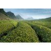988 4 green plantation 2884905