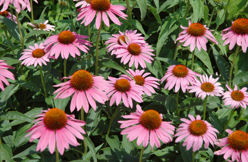 Echinacea: Rostlina, která vás ochrání před nejrůznějšími neduhy