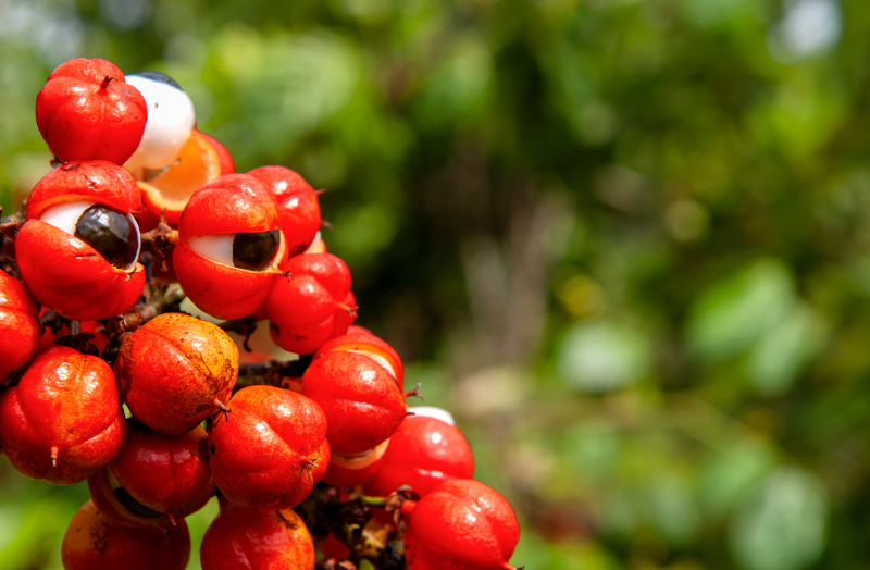 Guarana vás "nakopne" lépe než káva