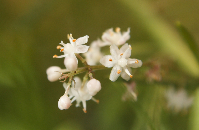 Muira puama: Zelený amazonský poklad