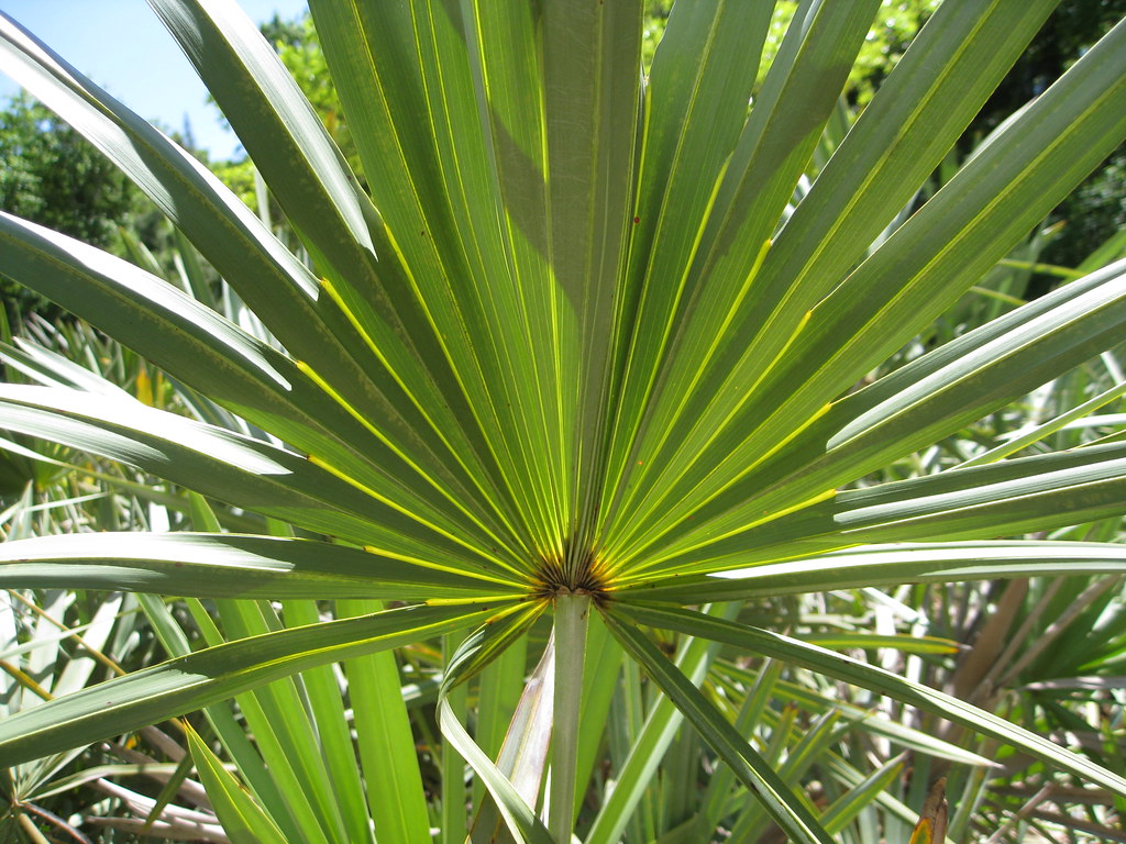 Saw palmetto