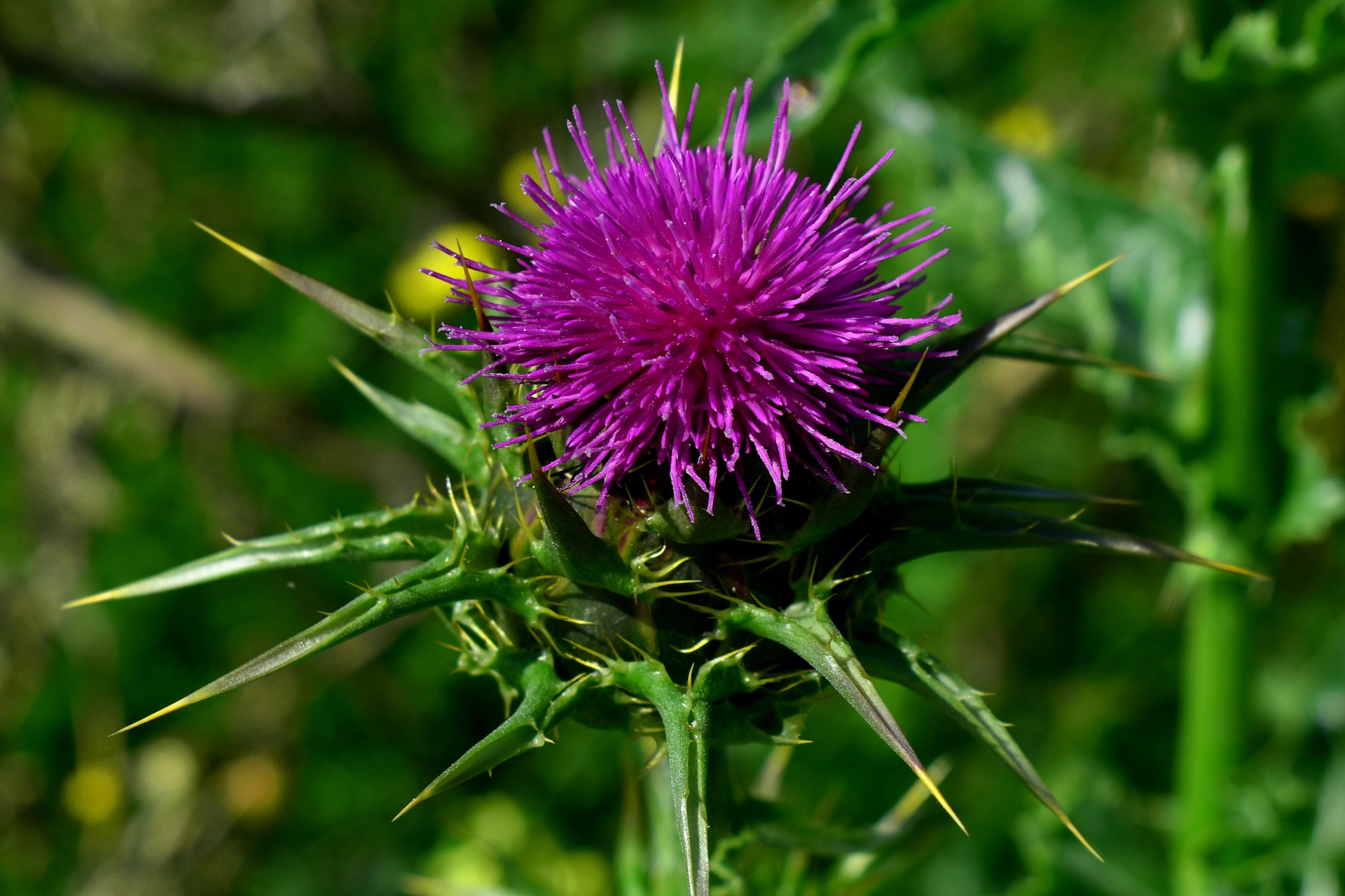 milk-thistle-4952783_1920