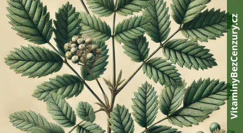 Eleuterokok ostnitý